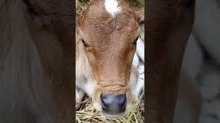 Cow Videos | TikTok Cow Funny Video 2021 | Cute Baby Cow Funny Video #Short