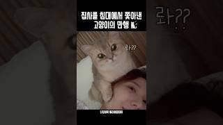집사를 침대에서 쫓아낸 고양이의 만행