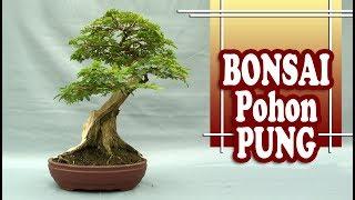 Cara Merapihkan Bonsai Pohon Pung by Tedy Boy Bonsai of Indonesia