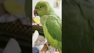 Coco on Kit Kot