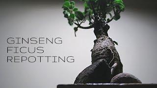 Ginseng ficus tree repotting || Grafted bonsai tree soil change and repotting