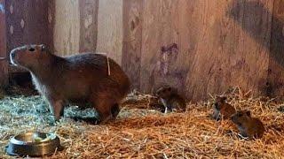 Video: High Park Zoo's infamous capybaras trade in life on the lam for parenthood