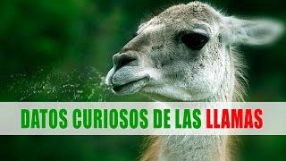 Llama, Guanaco, Vicuña, Alpaca | Datos curiosos de animales