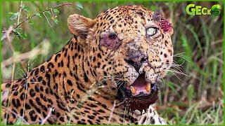 30 Moments When Leopards Were Injured While Fighting Wild Animals | Animal Fight