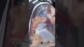  Очень интересная прогулка.Им есть чем дышать? 