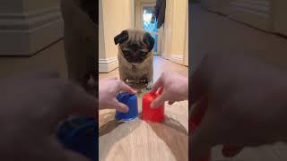 Smart Dog!  #pug #pugdog #pugs #dogs #shorts #youtubeshorts #dog