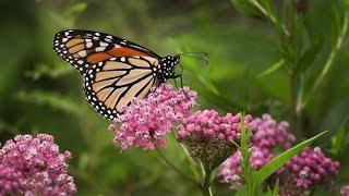 Milkweed For Monarchs