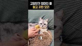 고양이가 엄마인 줄 알고 자란 오리