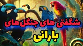 اسرار حیات وحش جنگل های استوایی | زیبایی نفس‌گیر پرندگان در سینمای 4K