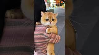 Làm quen với mặt trước của bé mèo đang bị bung chỉ nhé. #bigboss #shorts