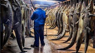 How Chinese Farmers Raise and Process Millions of Crocodiles: Inside the Reptile Industry