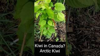 Grow Kiwi in Canada?