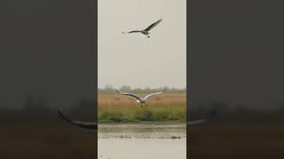 Nature's Tranquil Marshlands: A Calming Expedition