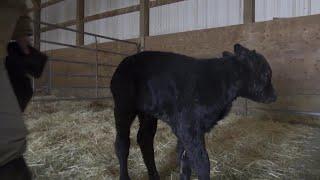 Calving season in Montana made difficult by extreme winter weather