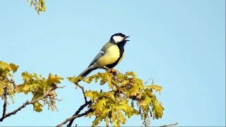 Great Tit Calling