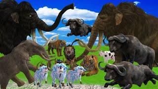 10 Giant Lions Wolf Tiger vs 5 Elephant Bull Cow Buffalo Fight Tiger Attack Cow Saved By Mammoth