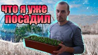 Что я буду садить в теплицу. Подготовка! Томаты, салат, капуста и базилик. Тонкости посадки рассады.