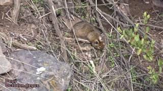 Degú (Octodon degus)