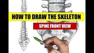 HOW TO DRAW A SKELETON: Spine drawing front view - Apple pencil tutorial on iPad Pro in Procreate