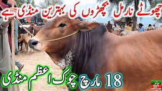Chowk Azam Cow Mandi | Cholistani Ablak Sahiwal Bachre | Cow Mandi 2024 | Chand TV Punjab Farming