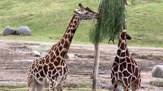 San Diego Zoo