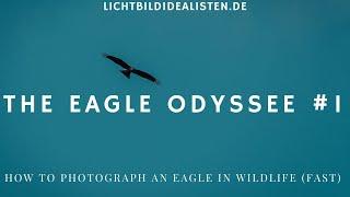 The Eagle Odyssee    Part 1 - Seeadler fotografieren in NRW