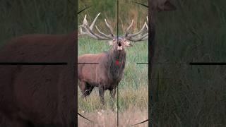 Deer shooting | Tir au cerf | Caccia al cervo | صيد الغزال