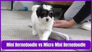 Mini Bernedoodle Vs Micro Mini Bernedoodles - What Is A Micro Mini Bernedoodle?