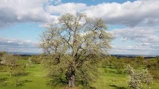 Der "Dicke" von Ockstadt, Deutschlands größter Speierlingbaum