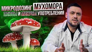 Микродозинг красного мухомора. Употребление мухоморов. Мухоморный микродозинг польза или вред