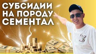 Обработка лошадей и все мероприятия, Субсидии по Симменталам. Почему мы выбрали именно эту породу.