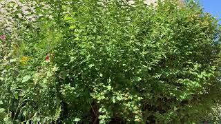 Kugoo M4 Pro test
