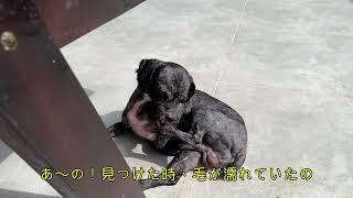 1時間洗っても汚れが落ちない野良犬を保護しました！捨てられたモップかと思うほどひどい状態で