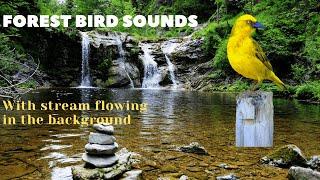 4k Forest BIRD SOUNDS - 1 HOUR BIRDS singing in the forest, rain forest bird sounds.