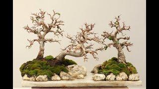 Water and land penjing maintenance - bonsai landscape with chinese elms