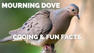 Mourning Dove | Cooing and Fun Facts