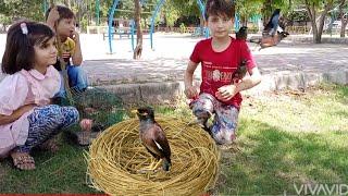 How to create nest for pet birds. For pet lovers, kids lovers, bird lovers | kids videos for kids