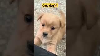 #cute #dog #viral #youtube# status# youtube #cute animal shorts #!
