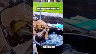 Trout Hatchery Breeding  #trout #troutfishing #hatchery ##troutfarm #rainbowtrout #browntrout