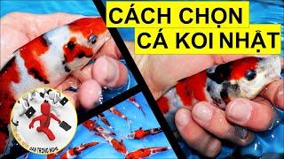 Cách chọn cá koi đẹp (P1) | Guide to choosing koi fish | Dân Trong Nghề