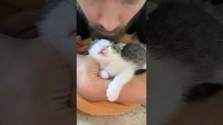 Why My Kittens Love My Husband ️