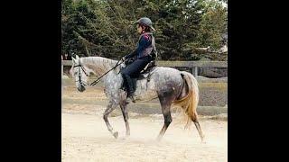 Tennessee Walking Horse Learning to Canter and Sidepass - Sara -Gaited Horse Training