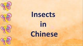 Insects in Chinese. List of words.  昆虫