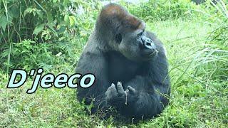 Gorilla D'jeeco's daily life / 大猩猩迪亞哥的日常生活