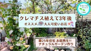 クレマチス植えて3年後の様子大人可愛いお花で作る庭作りNo.62.2024.4.26撮影