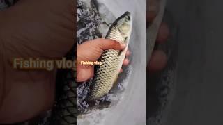 Many Fish To One Big Fish  #fish #viral #fishingvlog #shortsfeed #treadingvideo