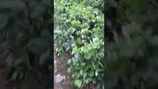 VƯỜN GIỐNG CÂY ĐẶC SẢN BƯỞI DIỄN 10.000 CÂY cây Bưởi Diễn 1 Năm Tuổi, Giống Sai Quả: 096.239.2038