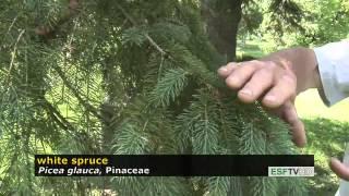 Trees with Don Leopold - white spruce