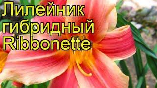 Лилейник гибридный Риббонетте. Краткий обзор, описание характеристик, где купить саженцы