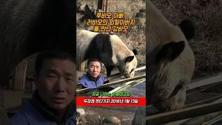 [희귀영상] 푸바오 아빠 러바오의 외할아버지 판판을 만난 강바오